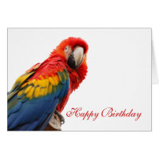 Parrot bird beautiful photo custom birthday card