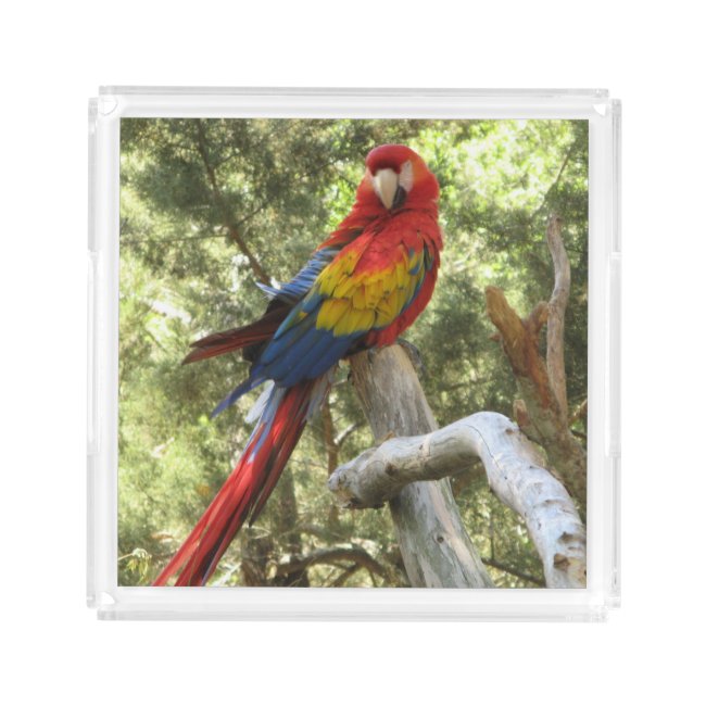 Parrot Bird Red Macaw Colorful Tropical