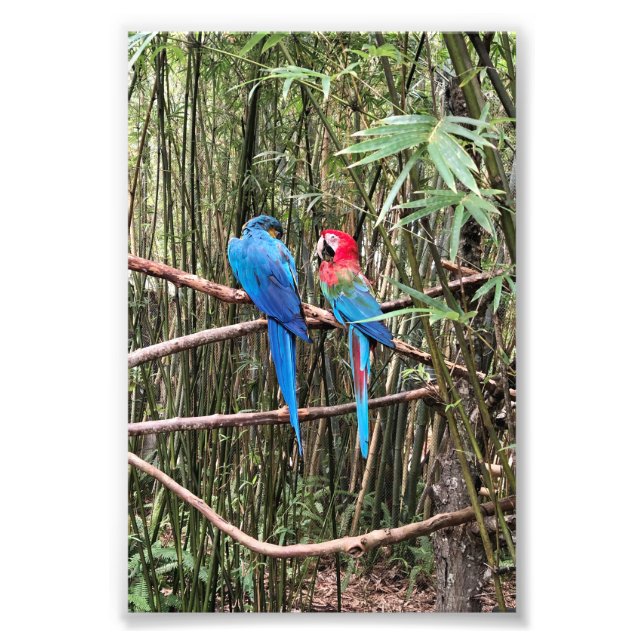 Parrot Bird Tropical Photo  Print (Front)