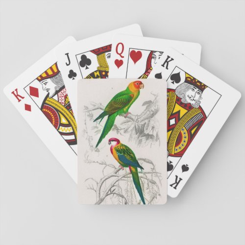 Parrot birds illustrated poker cards