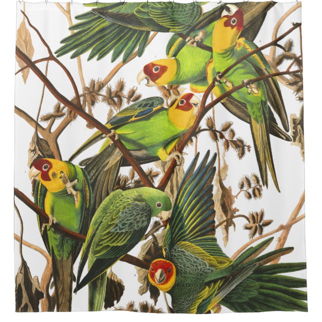 Parrot Birds Wildlife Audubon Shower Curtain (Front)