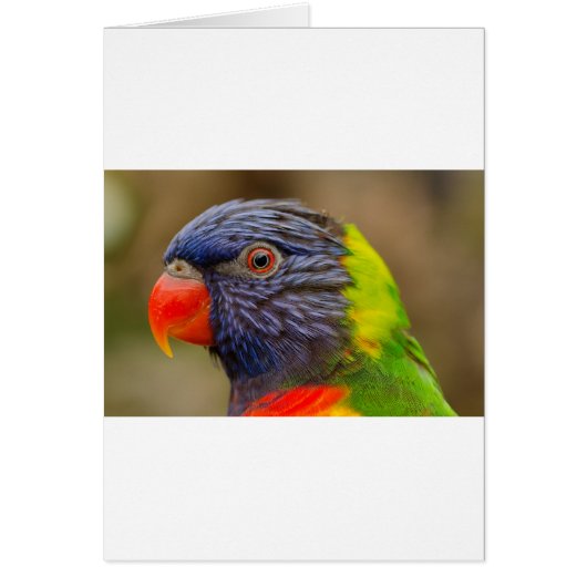 Parrot Cards (Front)