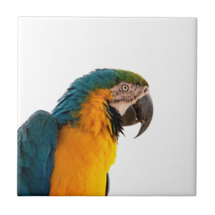 Parrot ceramic tile