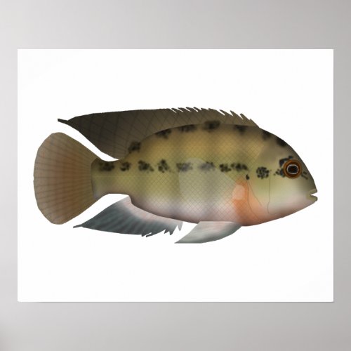 Parrot Cichlid Poster