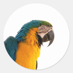 Parrot classic round sticker