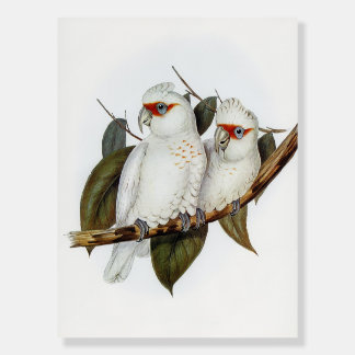 Parrot Cockatoo Bird Vintage Foam Board