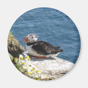 parrot diver magnet