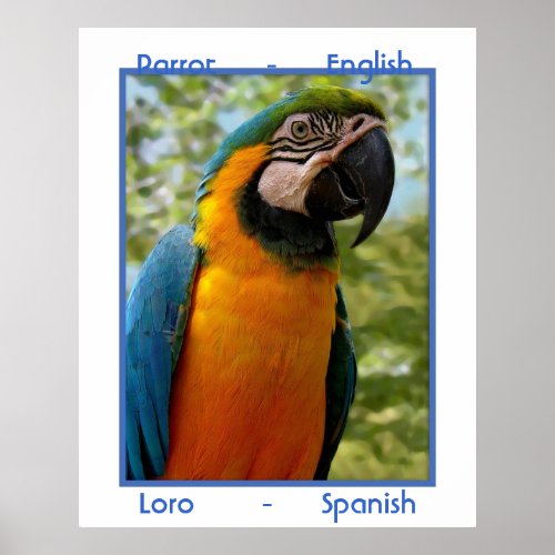 Parrot English Loro Spanish Poster