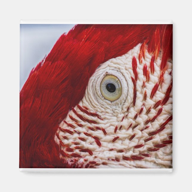 Parrot eye magnet (Front)