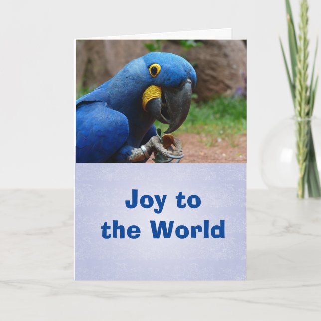 Parrot Happy Holiday Card, envelopes included (Front)