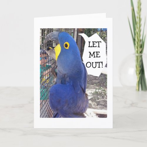 PARROT IN CAGE SAYS LET ME OUT_BIRTHDAY CARD