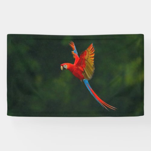 Parrot in Flight Banner