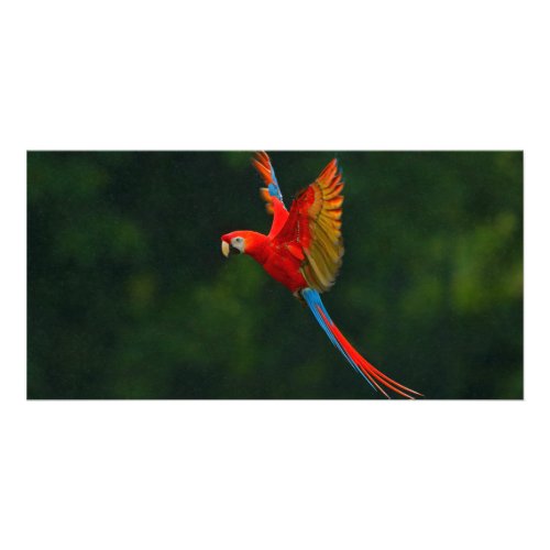 Parrot in Flight Card