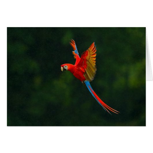 Parrot in Flight Cards (Front Horizontal)