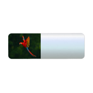 Parrot in Flight Label