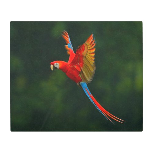 Parrot in Flight Metal Print