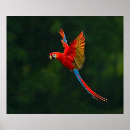 Parrot in Flight Poster