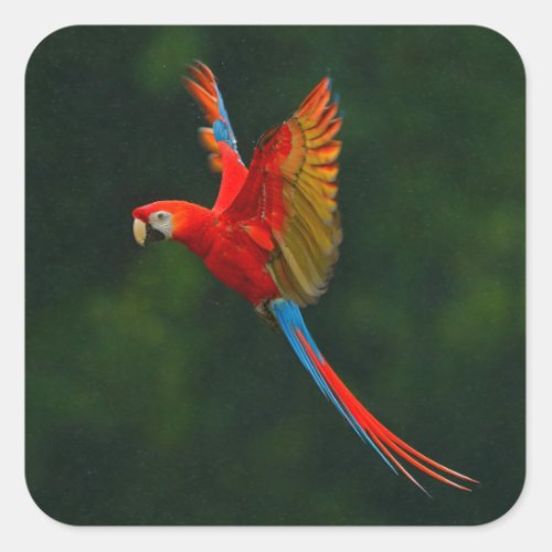 Parrot in Flight Square Sticker