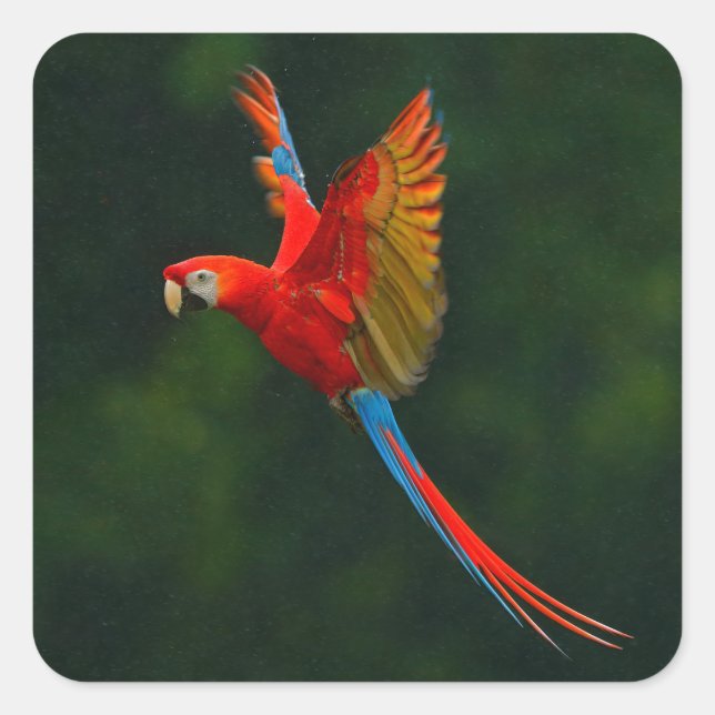 Parrot in Flight Square Sticker (Front)