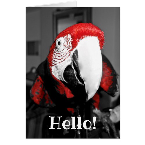 Parrot In Your Face Hello Greeting Card