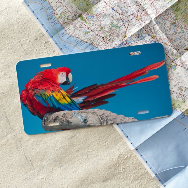 Parrot License Plate (In Situ)