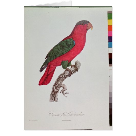 Parrot: Lory or Collared Cards (Front)