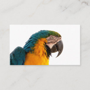 Parrot macaw  enclosure card