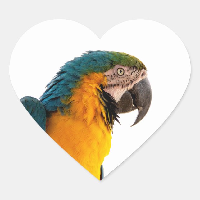 Parrot macaw  heart sticker (Front)