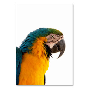 Parrot macaw table number