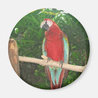 Parrot Magnet