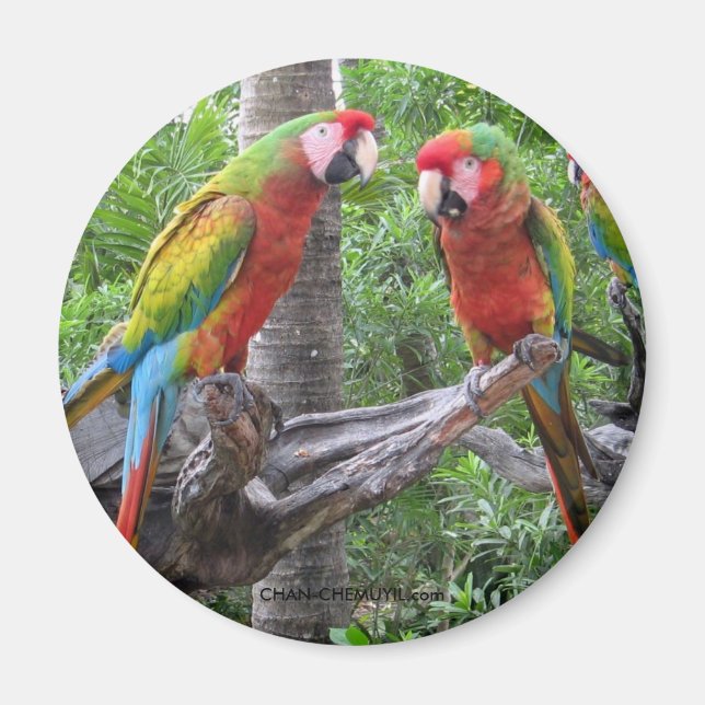 Parrot Magnet (Front)