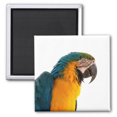 Parrot   magnet