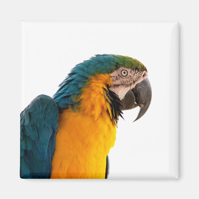 Parrot   magnet (Front)