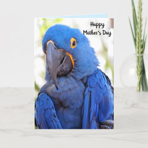 Parrot Mothers Day Folded Greeting Card