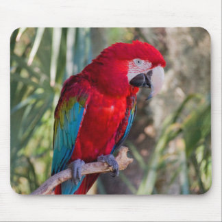 Parrot Mouse Pad