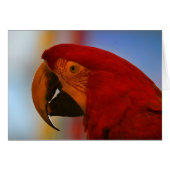 Parrot Note Card (Front Horizontal)