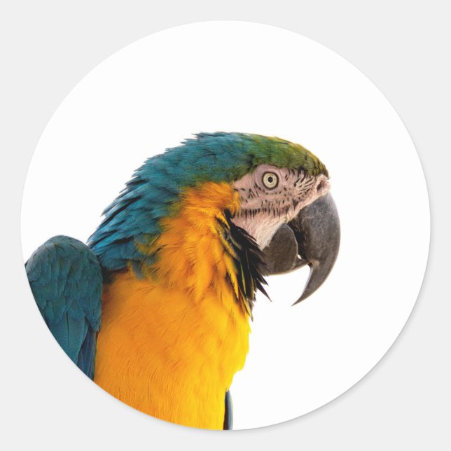 Parrot Notes Classic Round Sticker (Front)