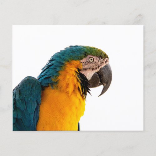 Parrot Notes Flyer