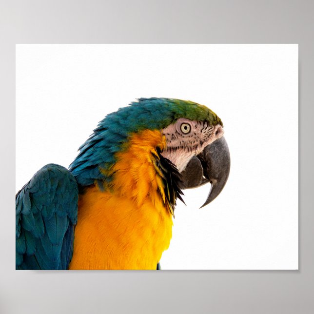 Parrot Notes Poster (Front)