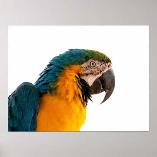 Parrot Notes Poster