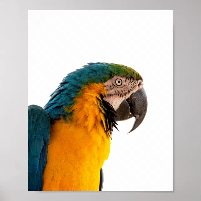 Parrot Notes Poster | Zazzle
