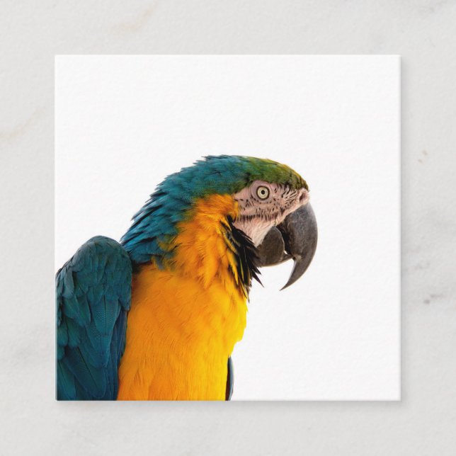 Parrot Notes Square Business Card (Front)