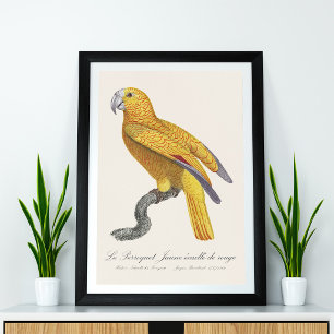 Parrot of Paradise of Cuba, Psittacus Paradisi Photo Print