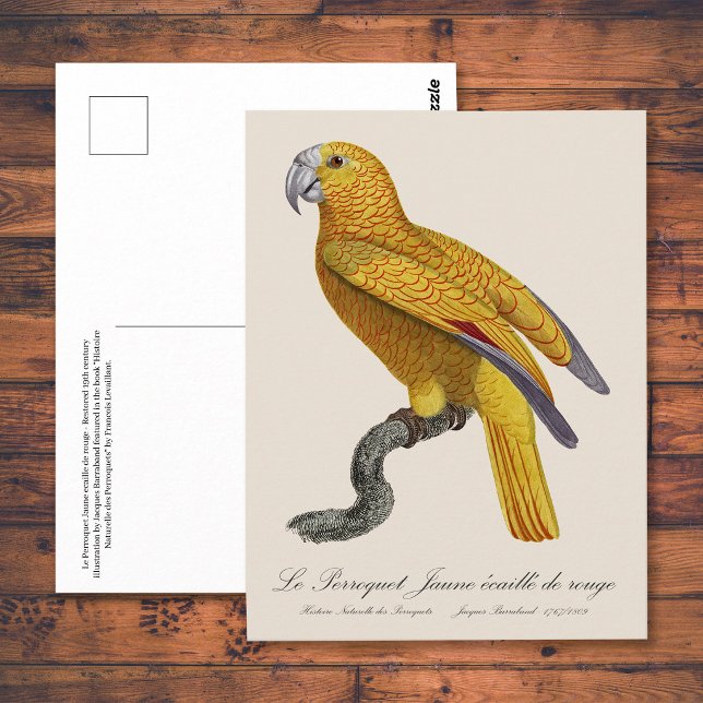 Parrot of Paradise of Cuba, Psittacus Paradisi Postcard (Le Perroquet Jaune ecaille de rouge. Postcard)