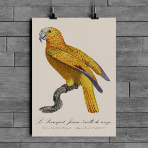 Parrot of Paradise of Cuba, Psittacus Paradisi Poster
