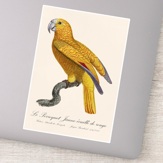 Parrot of Paradise of Cuba, Psittacus Paradisi Sticker (Le Perroquet Jaune ecaille de rouge. Sticker)