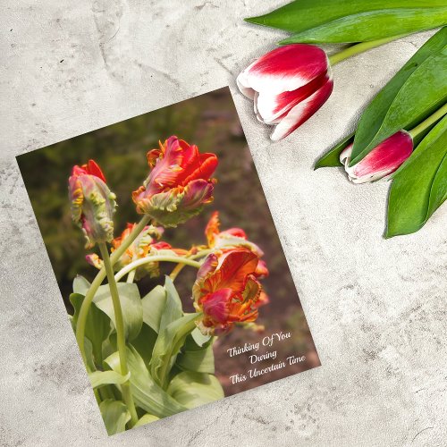 Parrot Orange Tulips Thinking Of You Postcard