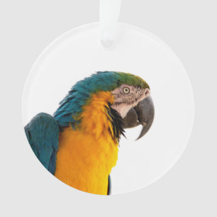 Parrot  ornament