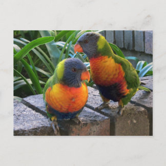 Parrot Pals Postcard