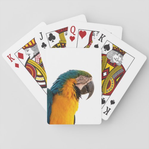 Parrot  playing cards